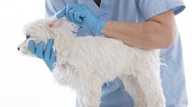 Veterinarias en Zarzal, Colombia 1 veterinarias en zarzal colombia