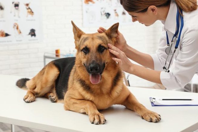 VeteryPet 1 veterypet