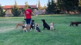 Villacan Veterinaria Hotel Guarderia 1 villacan veterinaria hotel guarderia