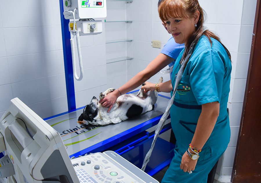 Zoo-Clinica la Sabana 1 zoo clinica la sabana